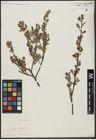 Foto von Salix aurita L.
